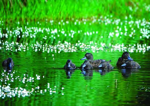 Ducks swimming in water