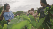 picking vegetables